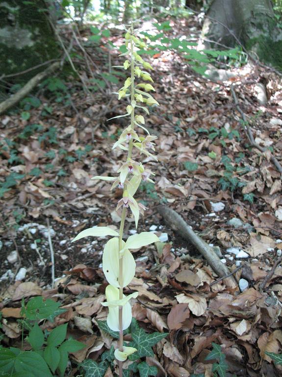 Un enigma per me: Epipactis albina?